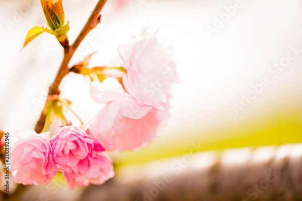 Obraz 桜