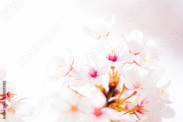 Obraz 桜