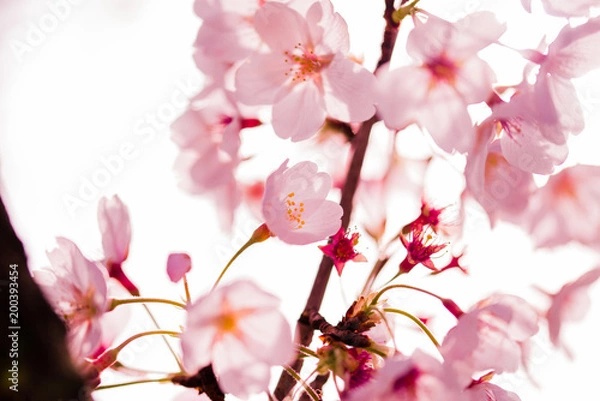 Fototapeta 桜