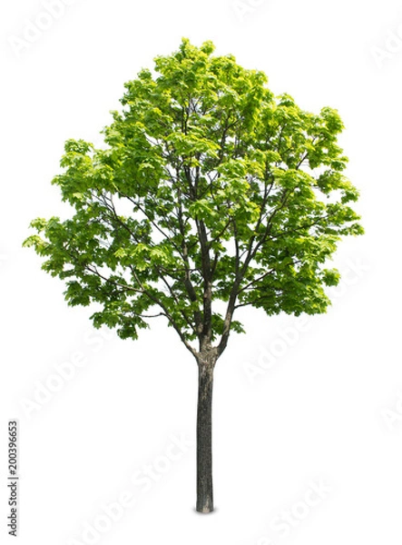 Fototapeta Maple tree isolated on white background