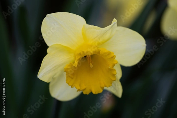 Fototapeta Osterglocke