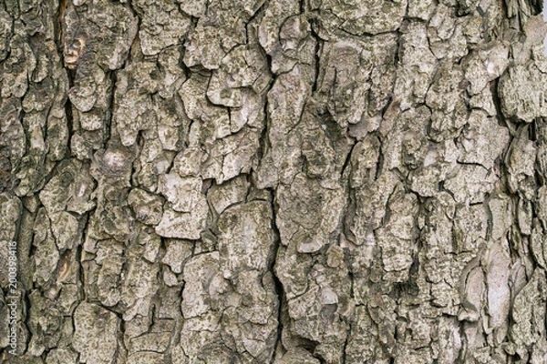 Fototapeta do salonu Kora kasztanowca z kasztanowca
 w zbliżeniu