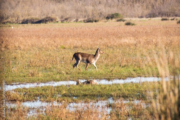 Fototapeta The young fallow deer