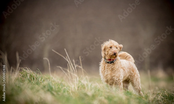 Obraz The Golden Labradoodle
