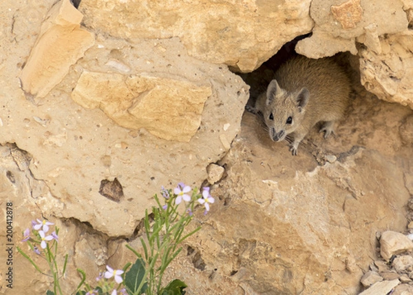 Fototapeta a golden spiny mouse at masada in israel looking at a wildflower
