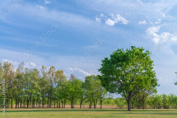 Fototapeta 【公園素材】爽やかな公園イメージ