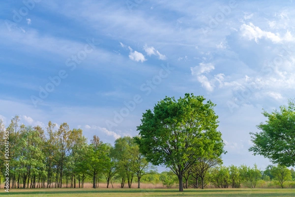 Fototapeta 【公園素材】爽やかな公園イメージ