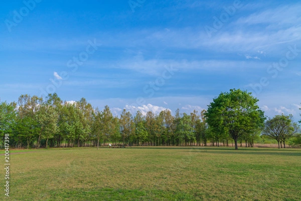 Fototapeta 【公園素材】爽やかな公園イメージ