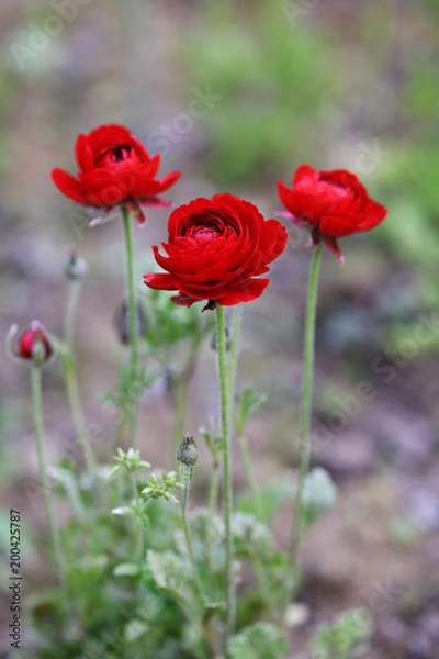 Obraz 真っ赤なラナンキュラス