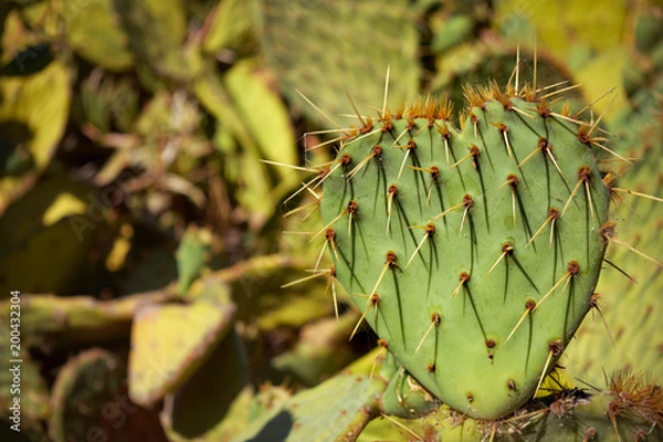 Obraz Herzförmiger Kaktus