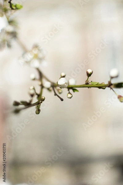 Obraz Blossom cherry flowers