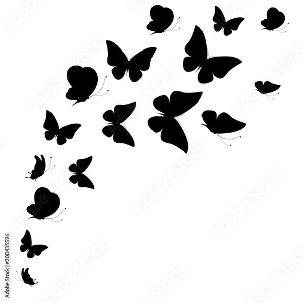 Obraz black butterfly, isolated on a white