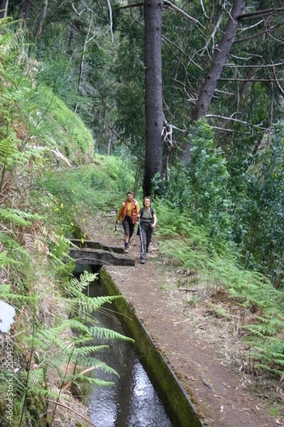 Fototapeta levada madere