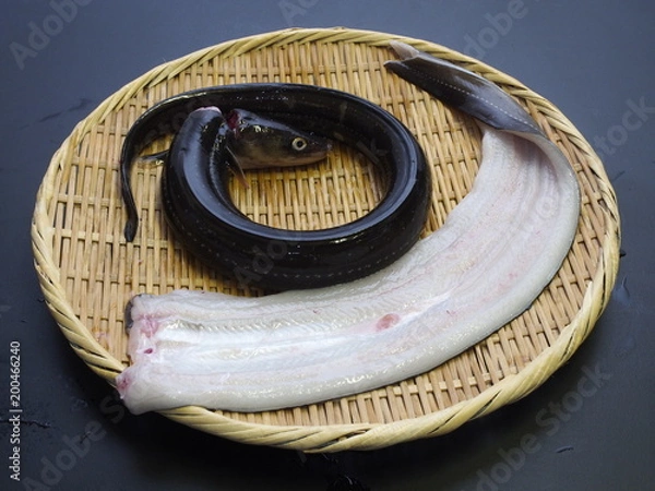 Fototapeta あなご