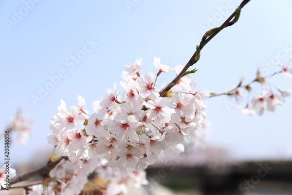 Obraz 桜