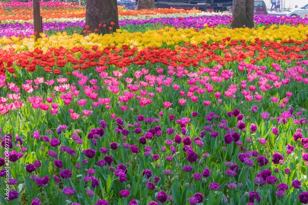 Fototapeta 色とりどりのチューリップ　横浜公園