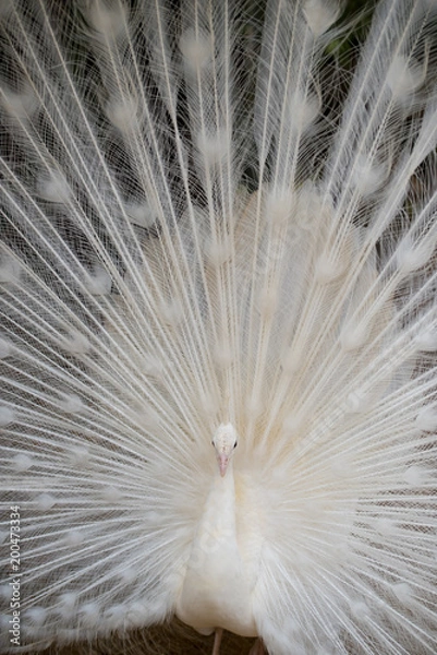 Fototapeta 白いクジャクとその羽