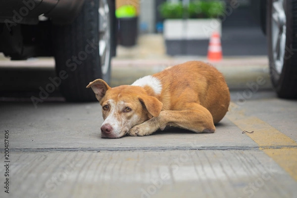 Obraz Stray dog sleep.