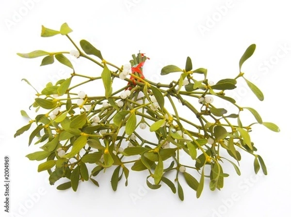 Obraz mistletoe