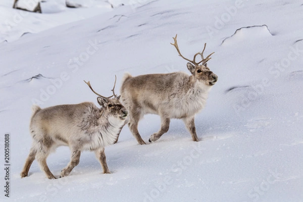 Obraz W poszukiwaniu wiosny