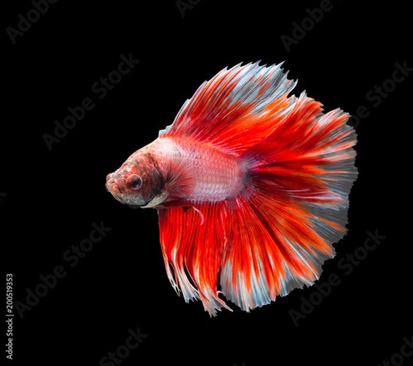 Fototapeta Moving moment of Red and white half moon siamese fighting fish, betta fish isolated on black background.