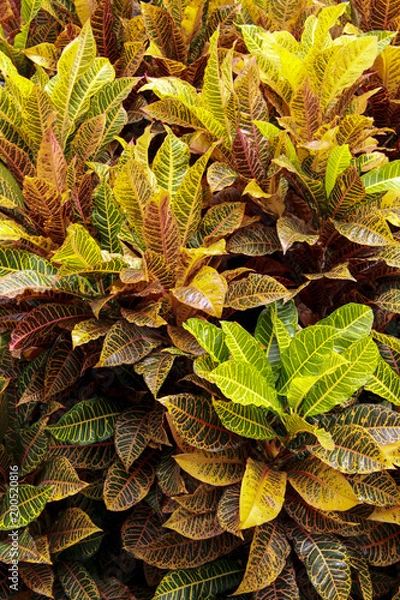 Fototapeta Garden leafs