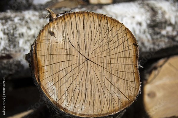 Fototapeta macro trunk