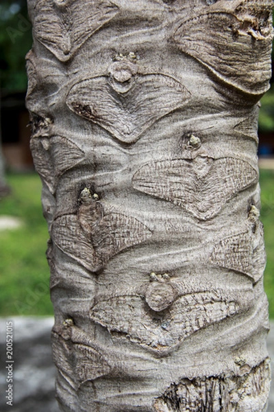 Fototapeta Macro palm tree