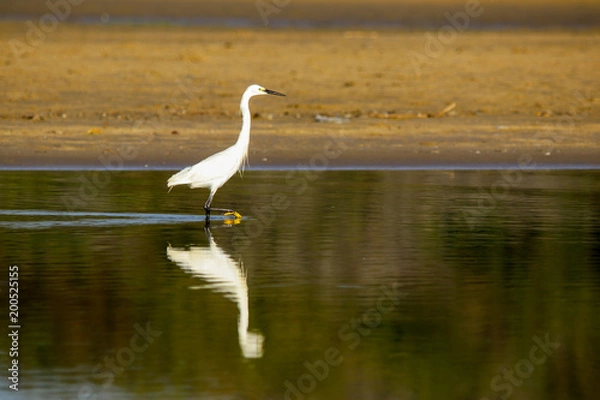 Obraz Great Egret