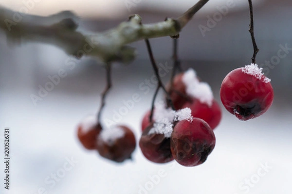 Fototapeta Rowans in winter