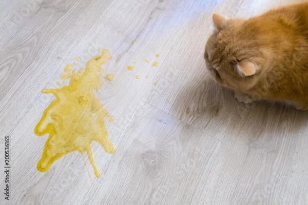 Obraz Yellow vomit on a light wooden floor and a cat
