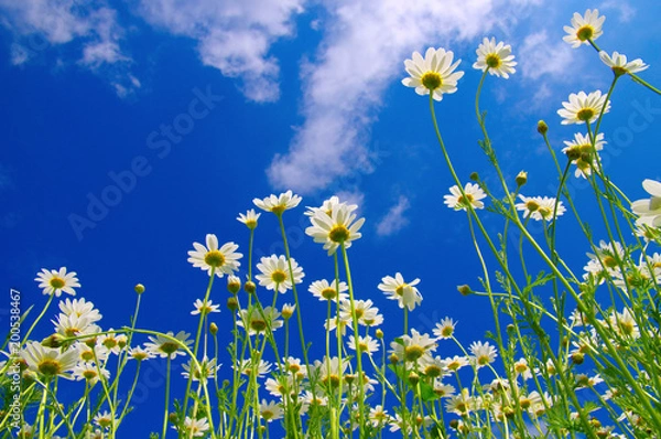 Obraz White camomiles on blue sky