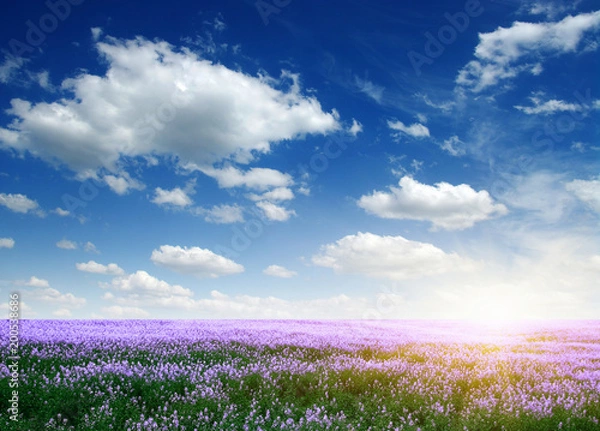 Obraz Spring flower field