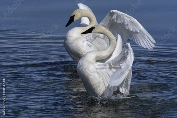 Obraz Trumpeter Swans