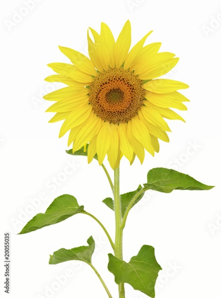 Fototapeta sunflower