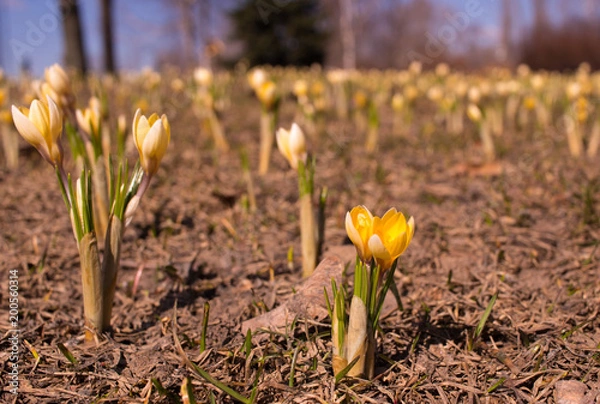 Obraz spring flowers