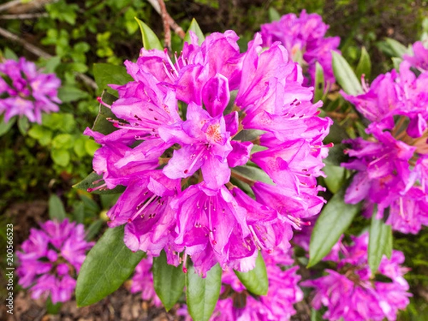 Fototapeta Beautiful rhodedendrums on the shores of lake windermere, cumbria, UK
