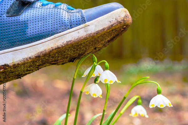 Obraz Spring snowflake flowers Leucojum vernum blooming in sunset. Flower protected by law. Shoe treading on a flower in grass. Concept shoes ruthlessly tramples the living flower. Keep off the flowers