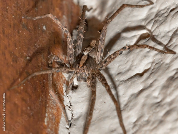Fototapeta Wolf Spider