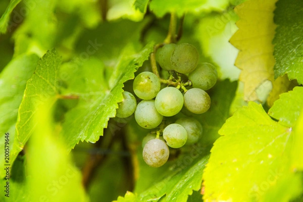 Obraz Grapes on the Vine