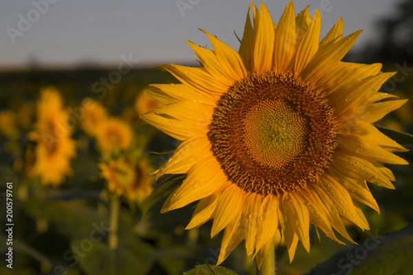 Obraz Morning Sunflower