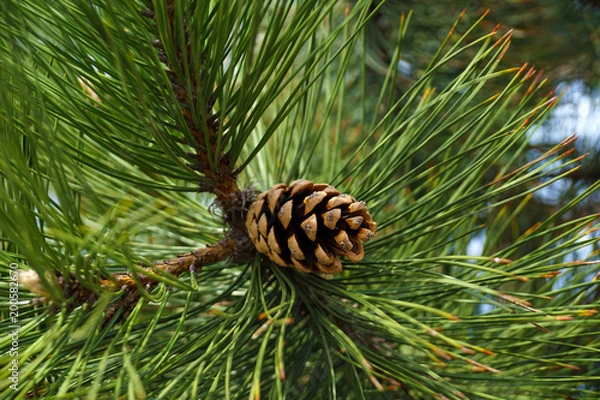 Fototapeta Seed cone surrounded by long needles of black pine