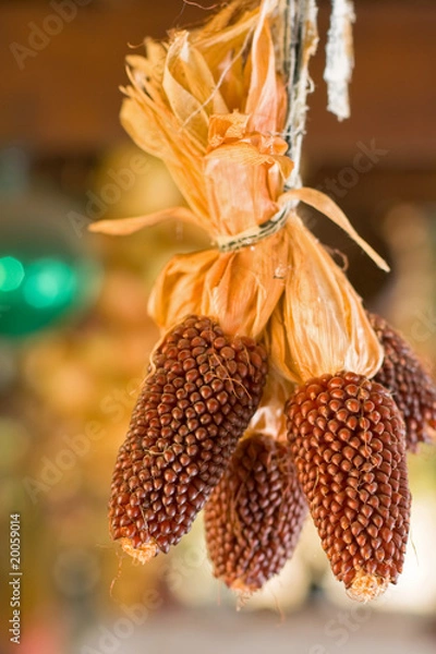 Obraz Many corns in the veranda