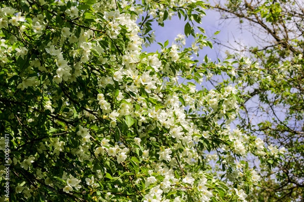 Obraz Flowering of apple tree in May
