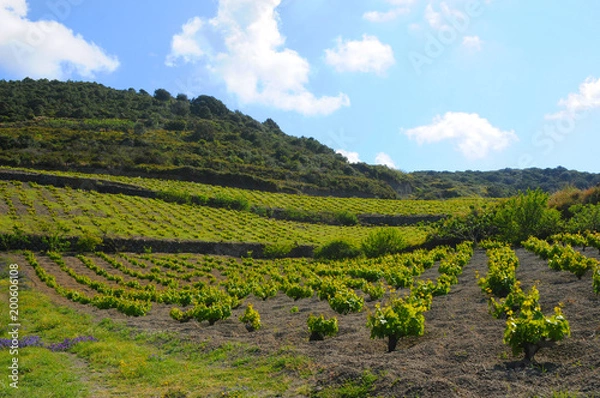Fototapeta イタリア、シチリアのパンテッレリア島の風景