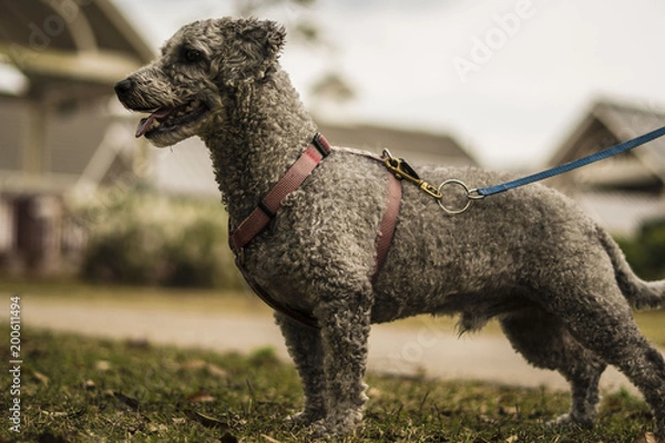 Obraz Pet dog in the park with blurred background