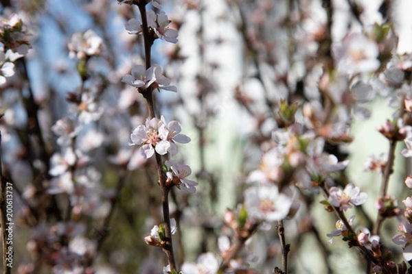 Obraz Frühlingsblüten