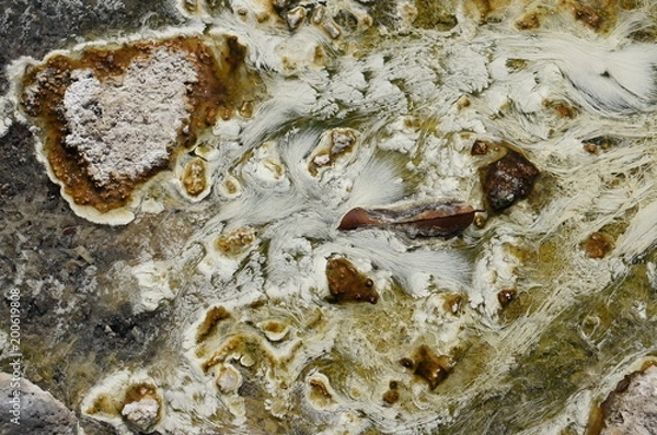 Obraz Chloroflexus aurantiacus bacteriam or white pondweed and thermophilic algae live  under shallow hot water in natural hot spring. The swaying white pondweed in shallow water is beautyful background.