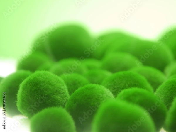 Fototapeta 阿寒湖のマリモ