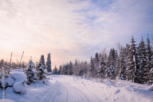 Obraz Road in winter forest